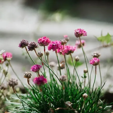 Tra Maggiore E D'orta Fuoco